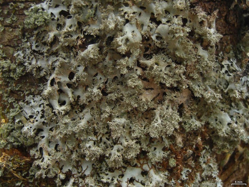 Hypotrachyna Lichen