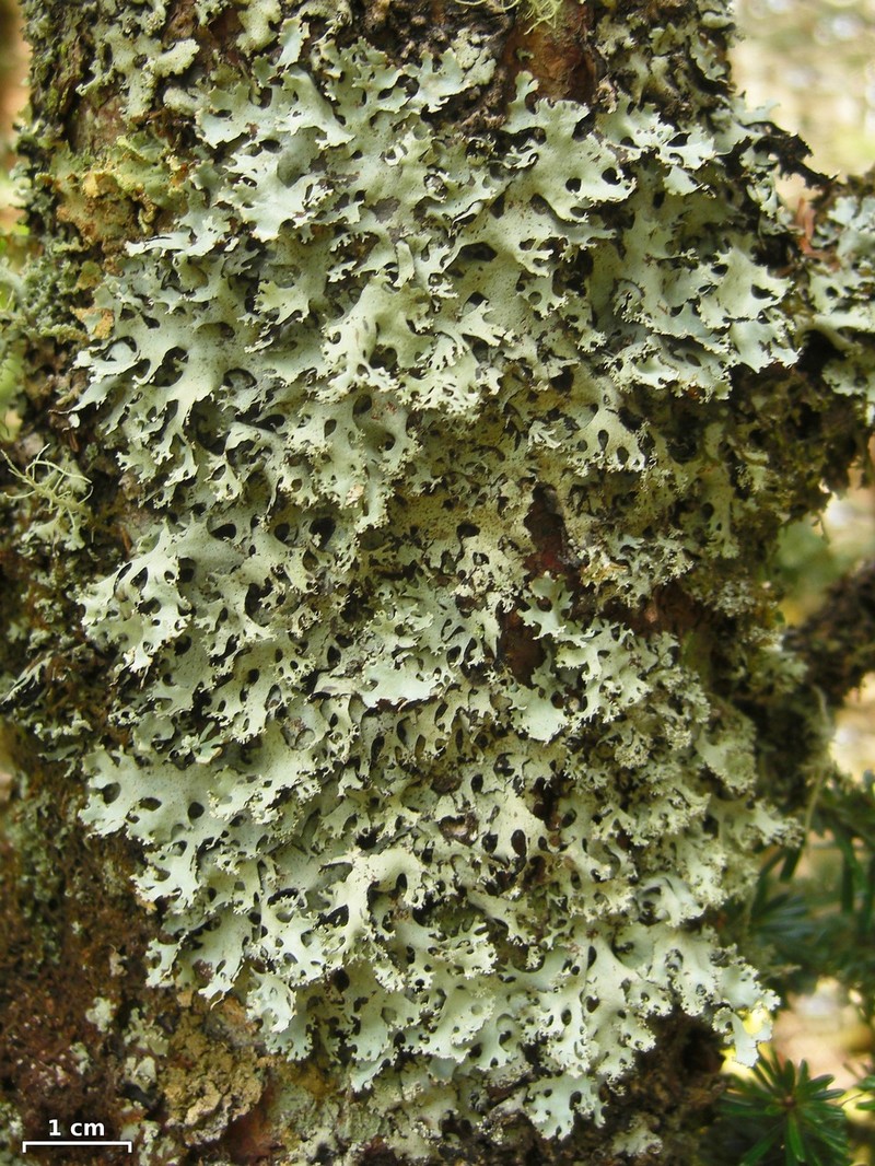 Hypotrachyna Lichen photo 2