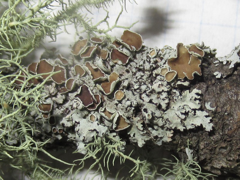 Hypotrachyna Lichen