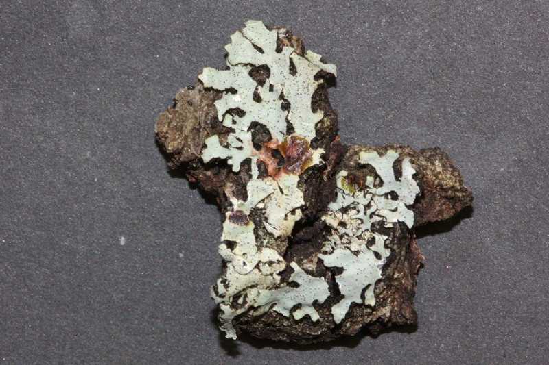 Hypotrachyna Lichen photo 2