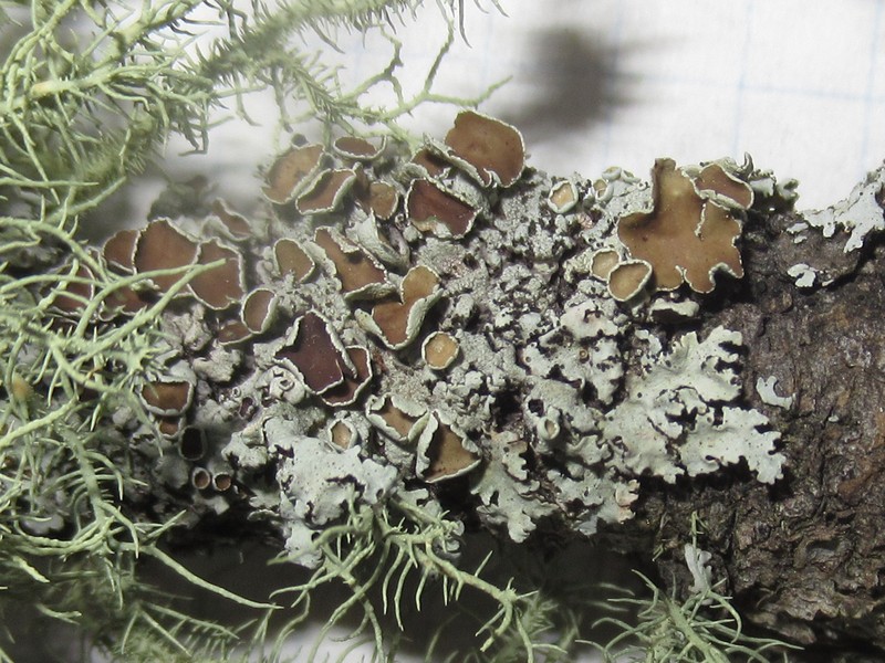 Hypotrachyna Lichen photo 4