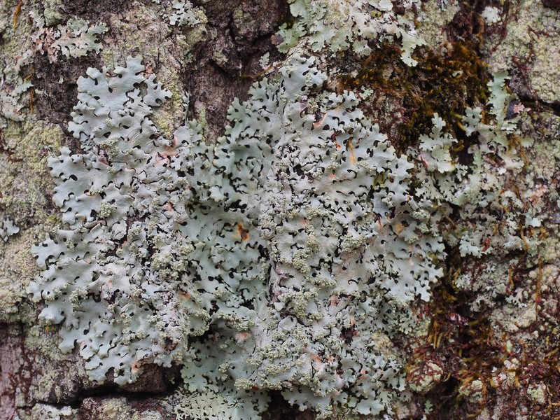 Hypotrachyna Lichen