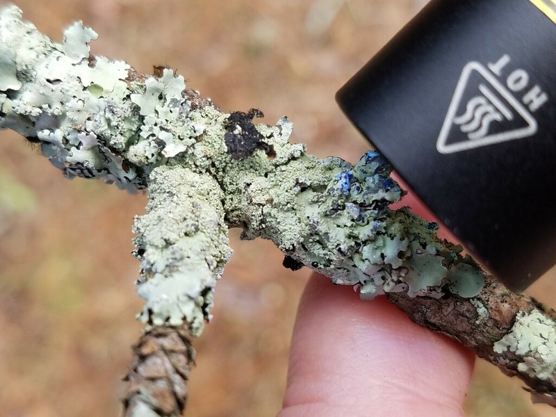 Hypotrachyna Lichen photo 2