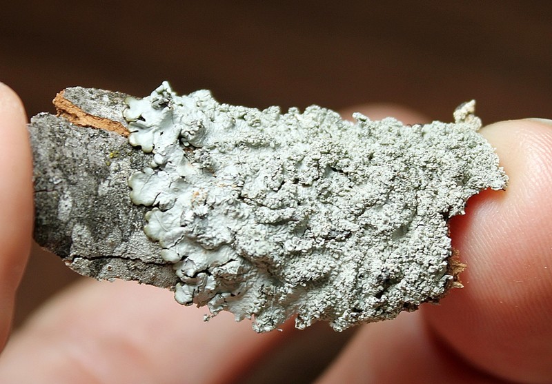 Hypotrachyna Lichen photo 3