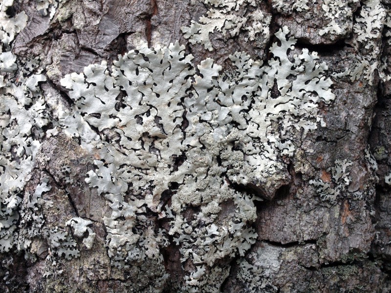 Hypotrachyna Lichen photo 4
