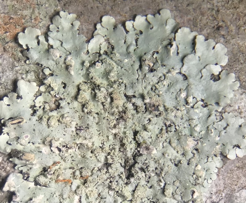 Hypotrachyna Lichen photo 5