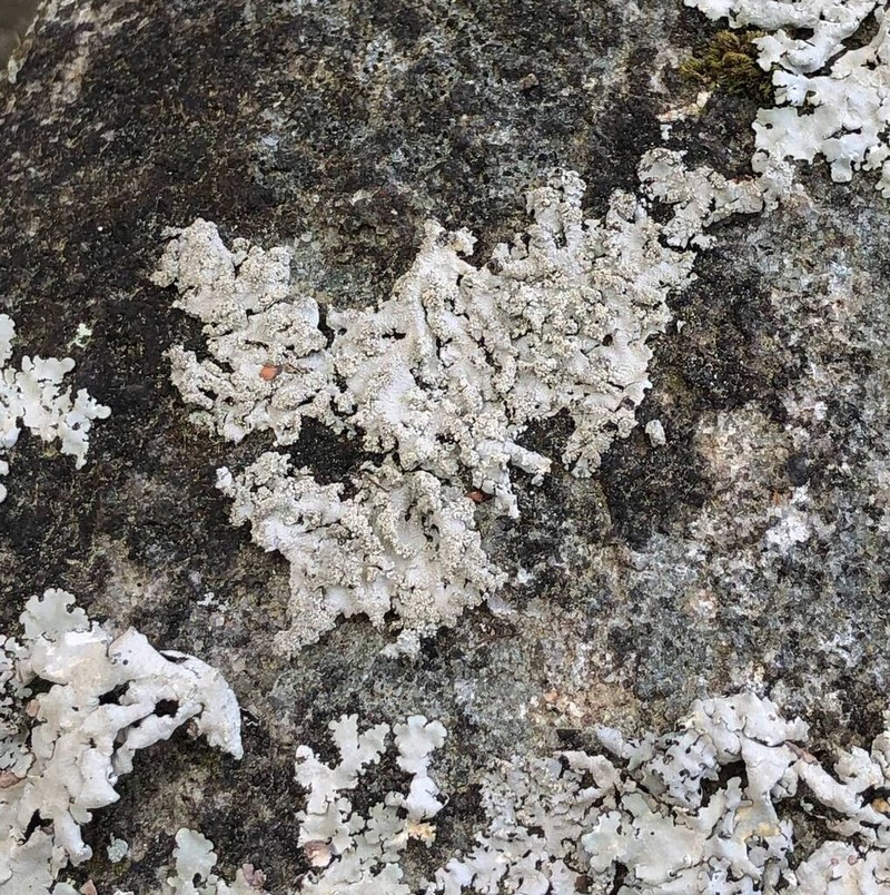 Hypotrachyna Lichen photo 6