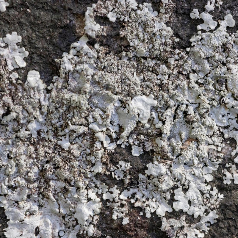 Hypotrachyna Lichen photo 7