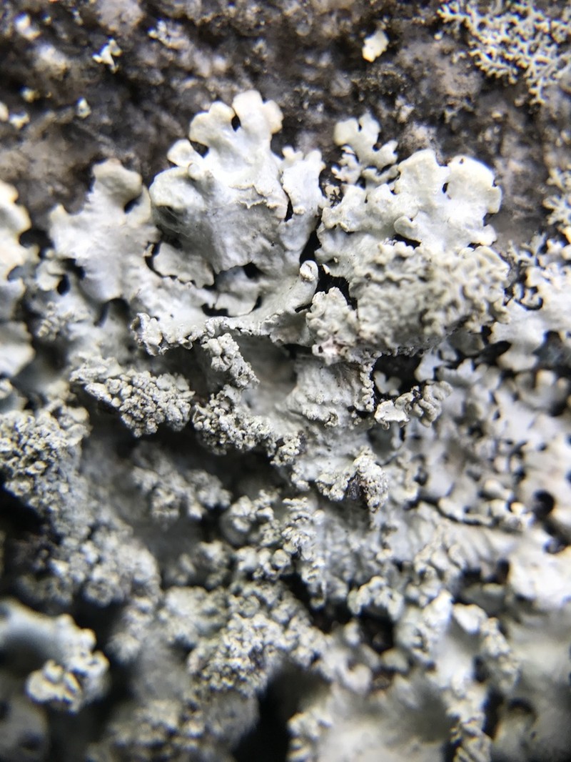 Hypotrachyna Lichen photo 8