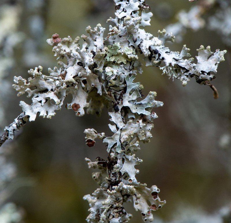 Hypotrachyna Lichen