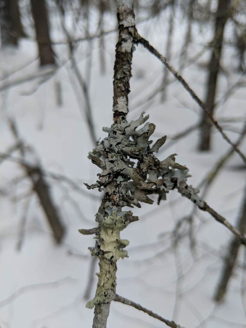 Hypotrachyna Lichen photo 2
