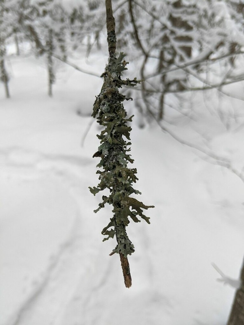 Hypotrachyna Lichen photo 3