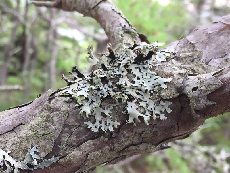 Hypotrachyna Lichen photo 4