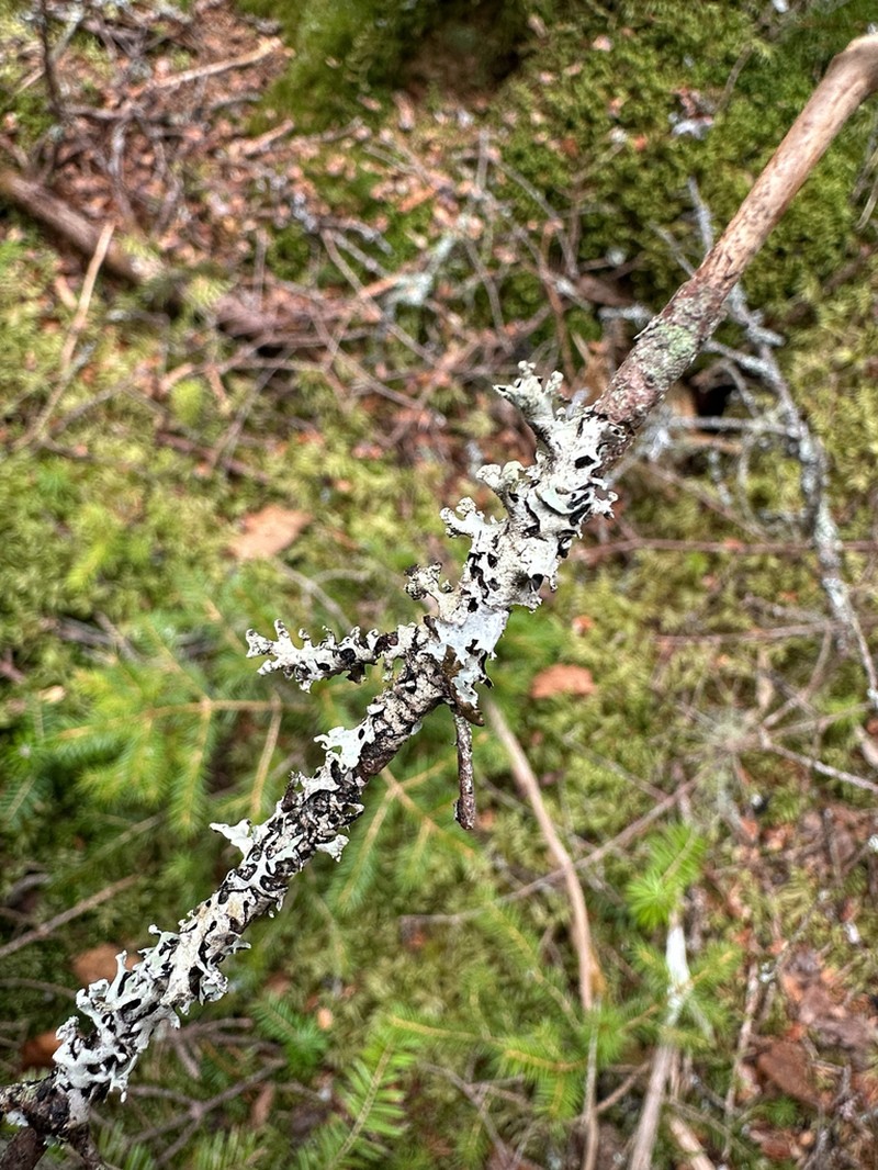 Hypotrachyna Lichen photo 5
