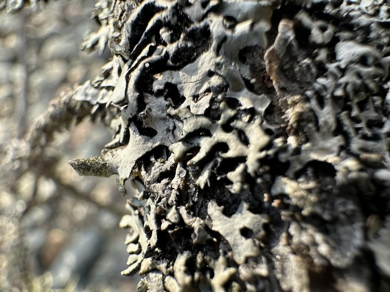 Hypotrachyna Lichen photo 6