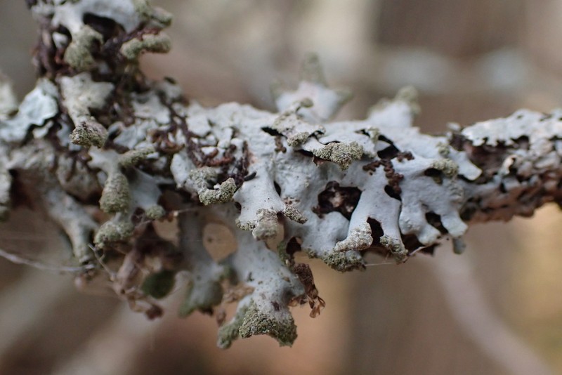 Hypotrachyna Lichen photo 7