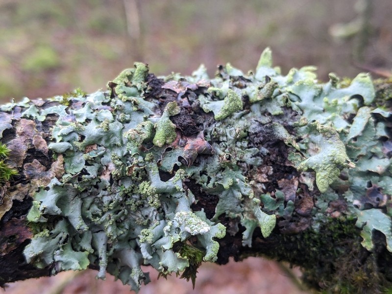 Hypotrachyna Lichen photo 8