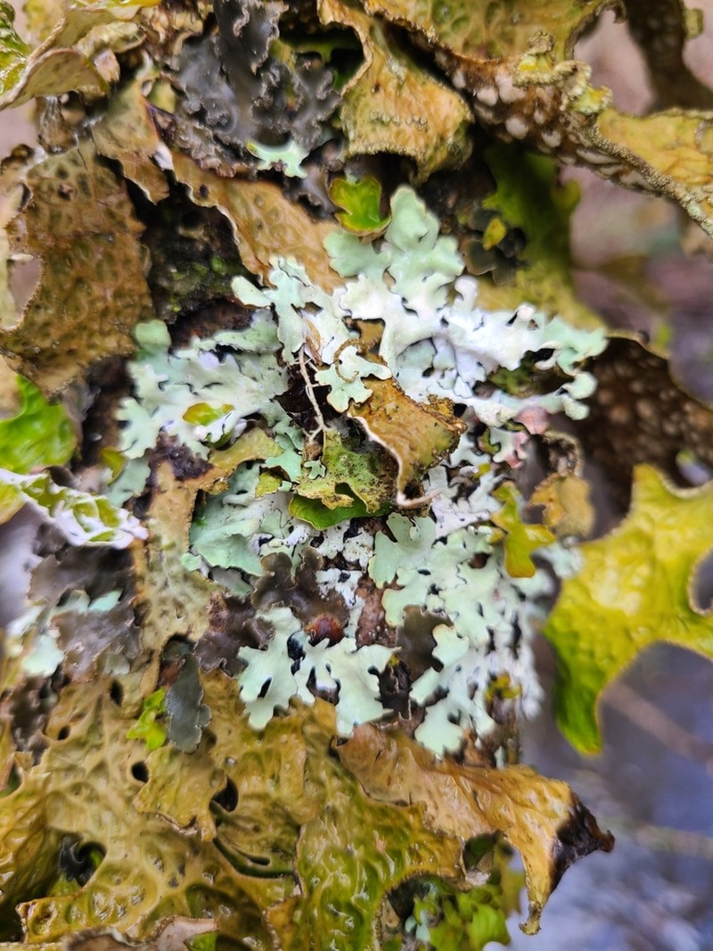 Hypotrachyna riparia photo 2