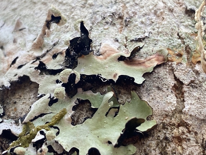 Hypotrachyna riparia photo 3