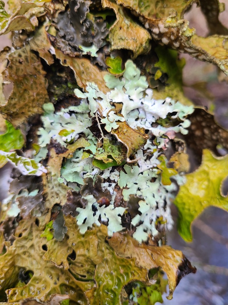 Hypotrachyna riparia photo 4