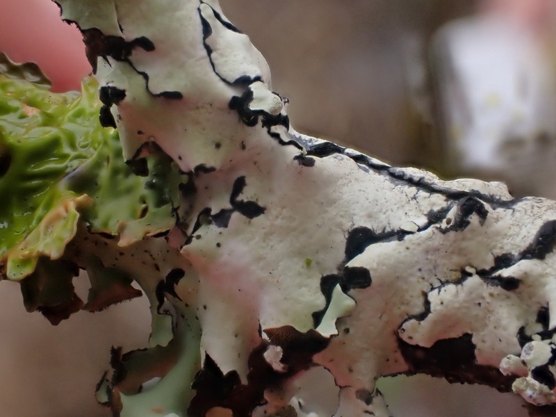 Hypotrachyna riparia photo 5