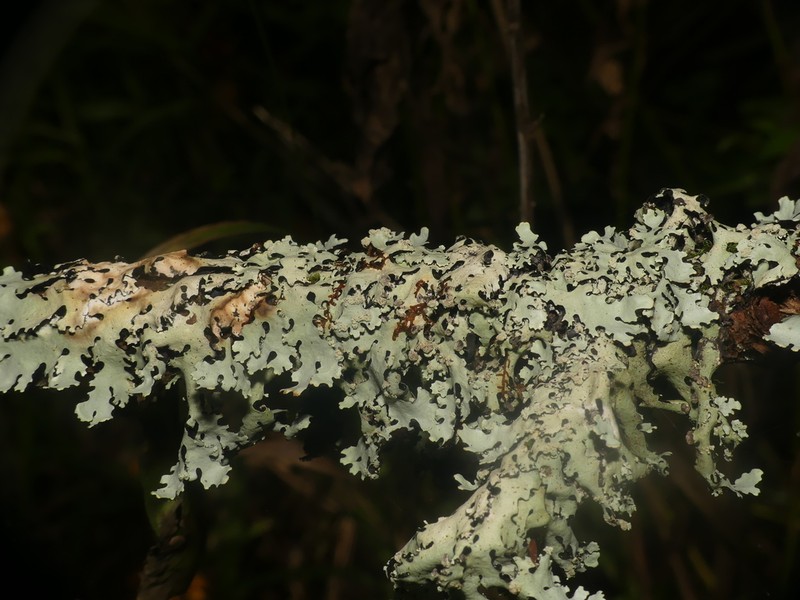 Rock's Hypotrachyna Lichen photo 2