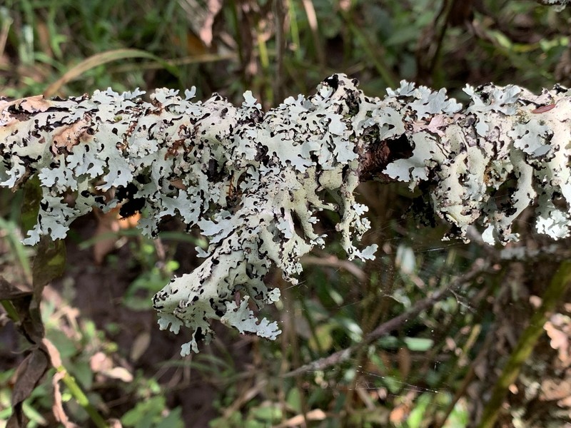 Rock's Hypotrachyna Lichen photo 3
