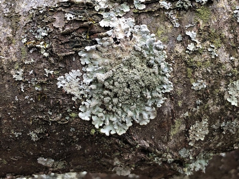 Showman's Hypotrachyna Lichen