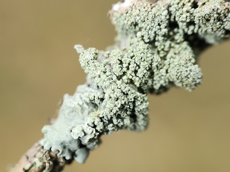 Showman's Hypotrachyna Lichen photo 2