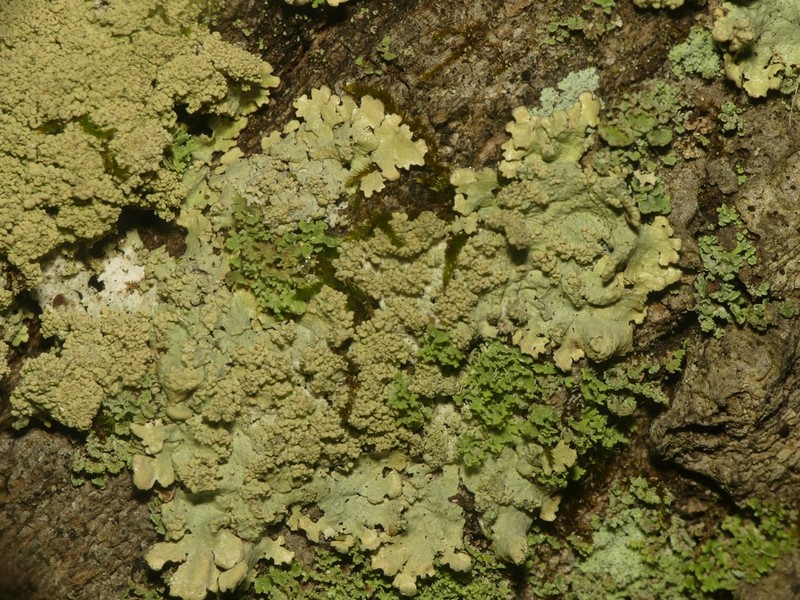 Showman's Hypotrachyna Lichen photo 3