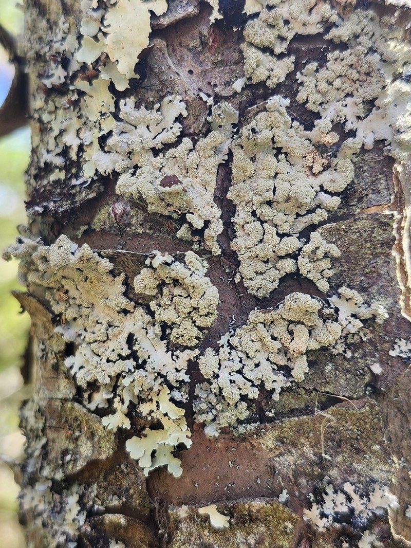 Showman's Hypotrachyna Lichen photo 4