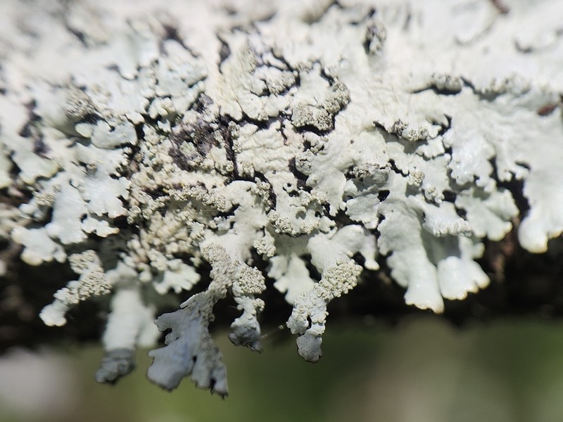 Showman's Hypotrachyna Lichen photo 5