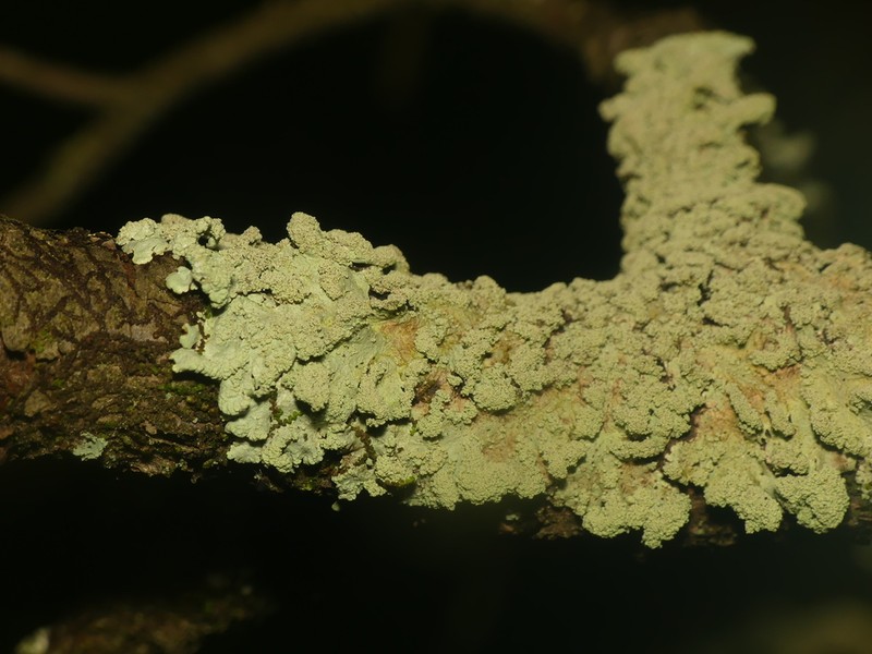 Showman's Hypotrachyna Lichen photo 6