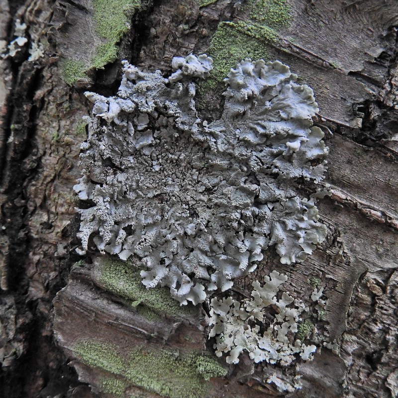 Showman's Hypotrachyna Lichen photo 7