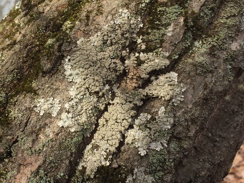 Showman's Hypotrachyna Lichen photo 8