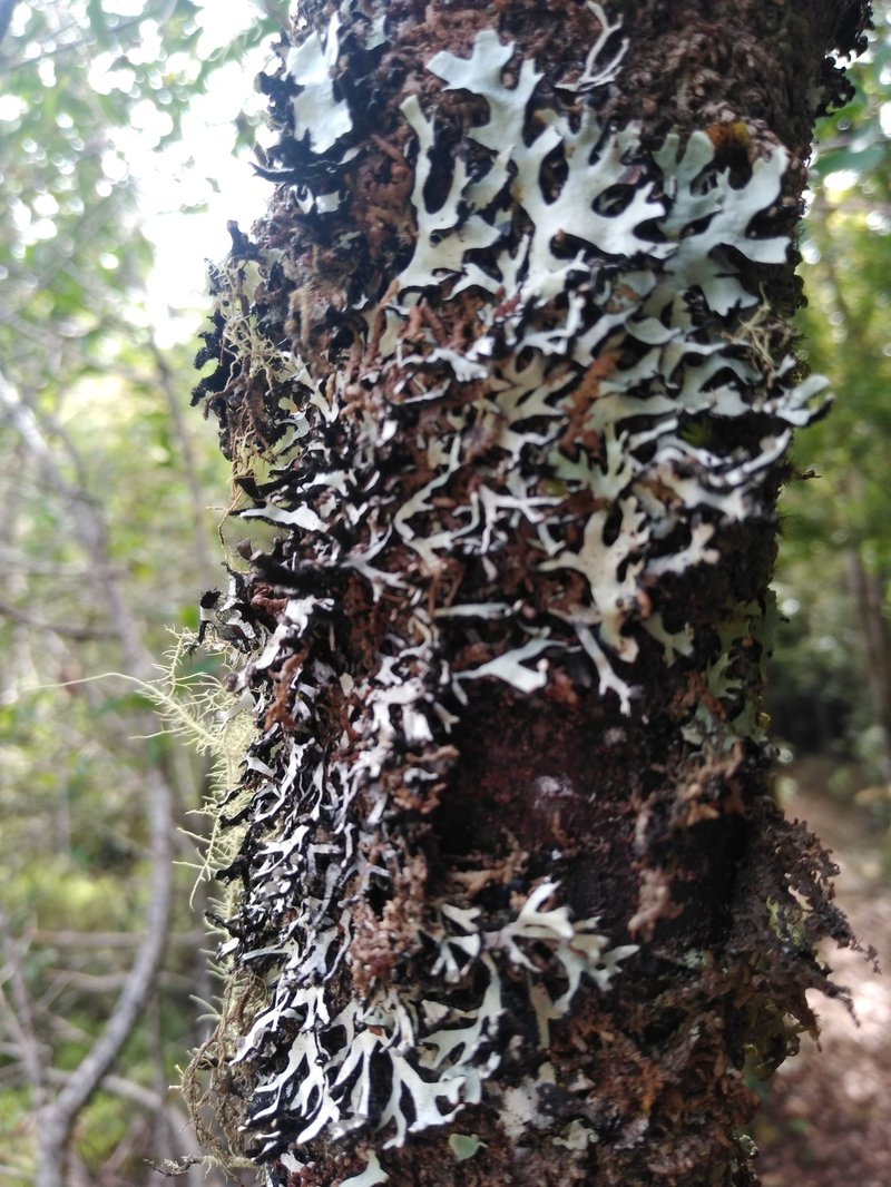 Sinuous Hypotrachyna Lichen