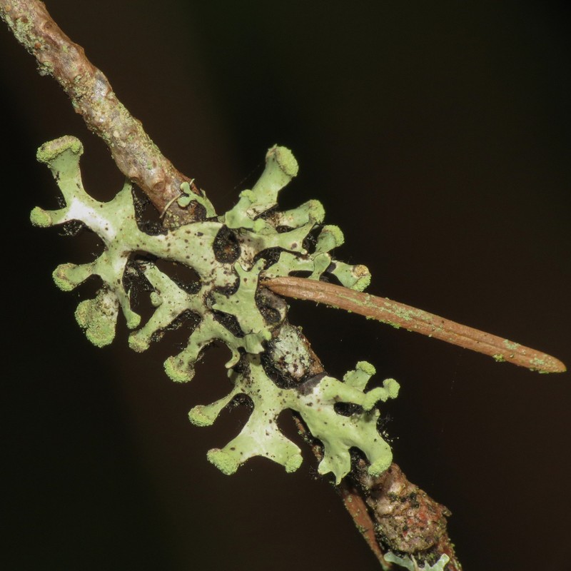 Sinuous Hypotrachyna Lichen