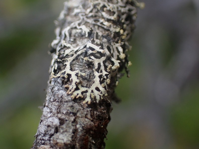 Sinuous Hypotrachyna Lichen photo 2