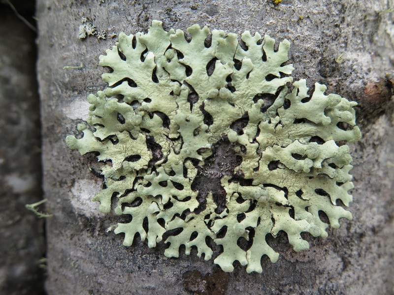 Sinuous Hypotrachyna Lichen photo 3