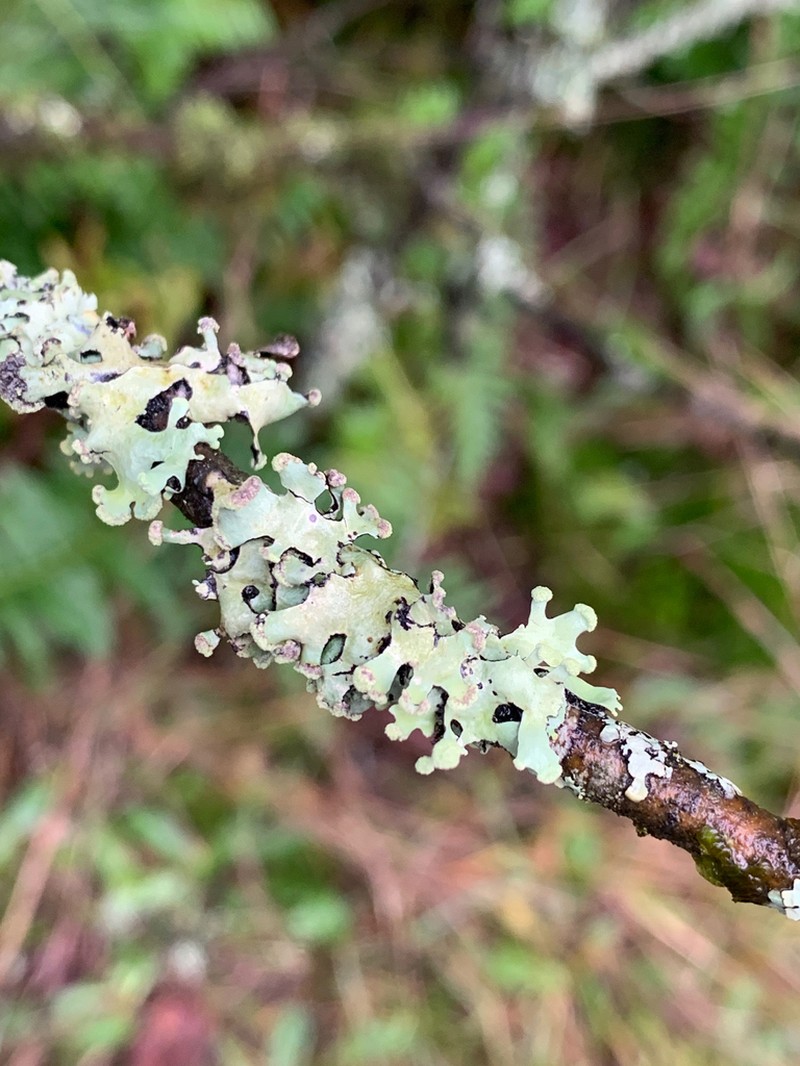 Sinuous Hypotrachyna Lichen photo 4