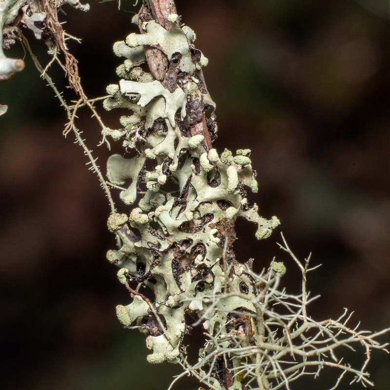 Sinuous Hypotrachyna Lichen photo 5