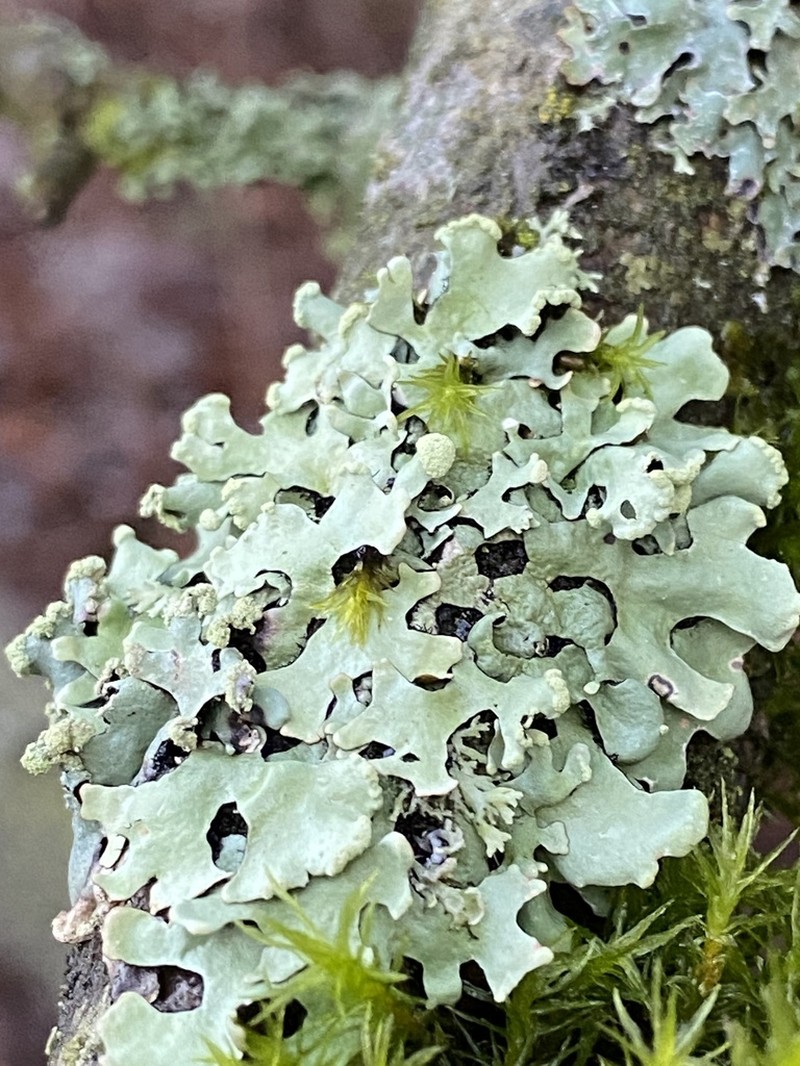 Sinuous Hypotrachyna Lichen photo 6