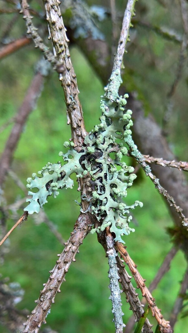 Sinuous Hypotrachyna Lichen photo 7