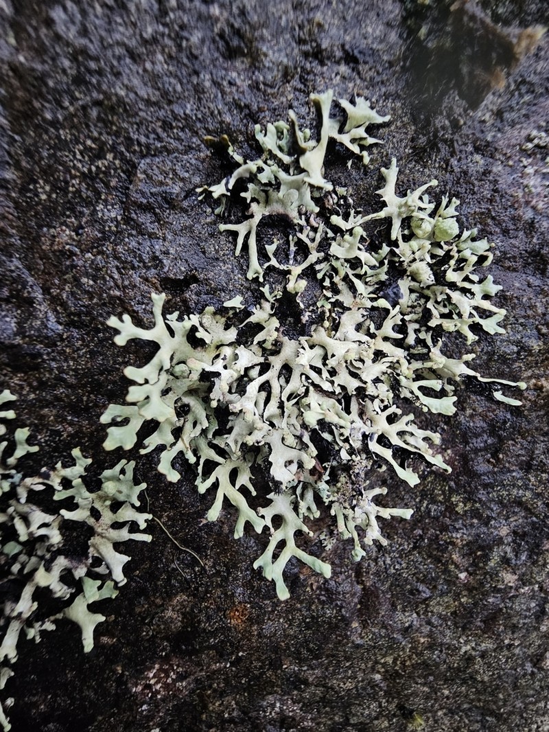Sinuous Hypotrachyna Lichen photo 8