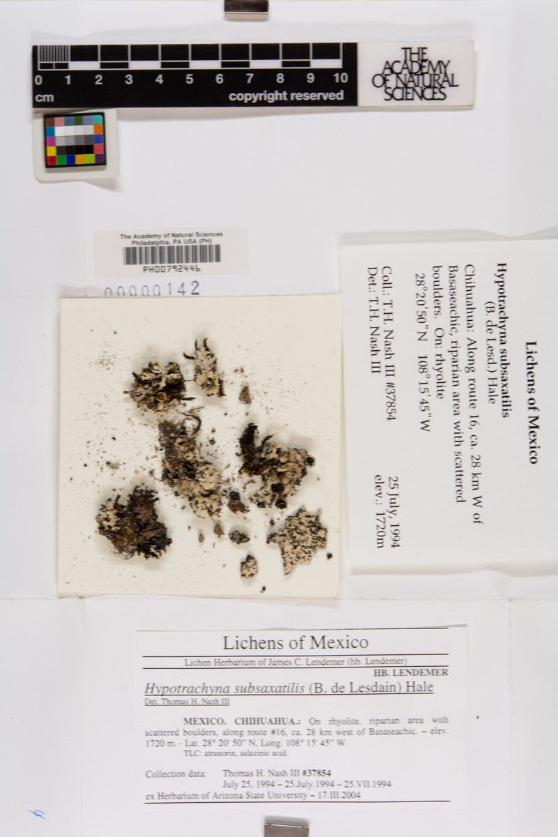 Hypotrachyna Lichen
