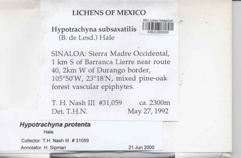 Hypotrachyna Lichen photo 2