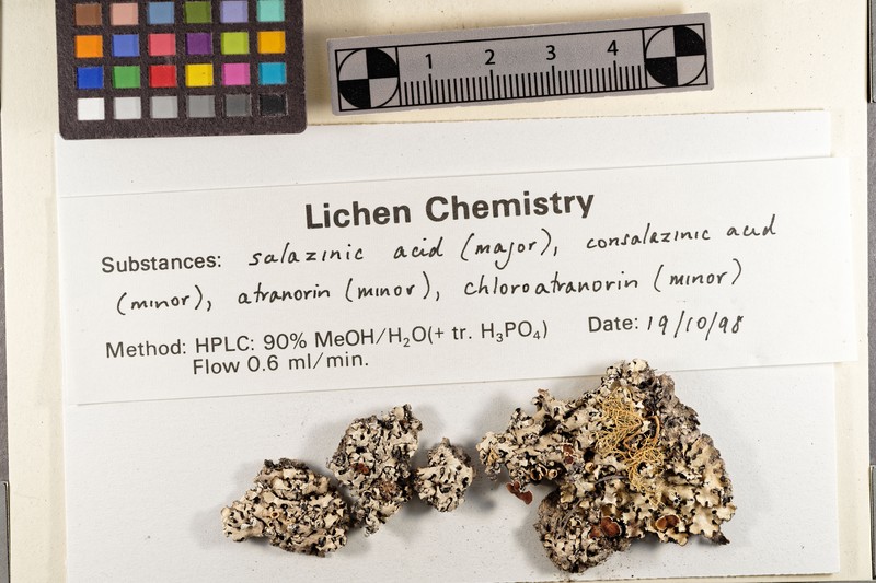 Hypotrachyna Lichen photo 3