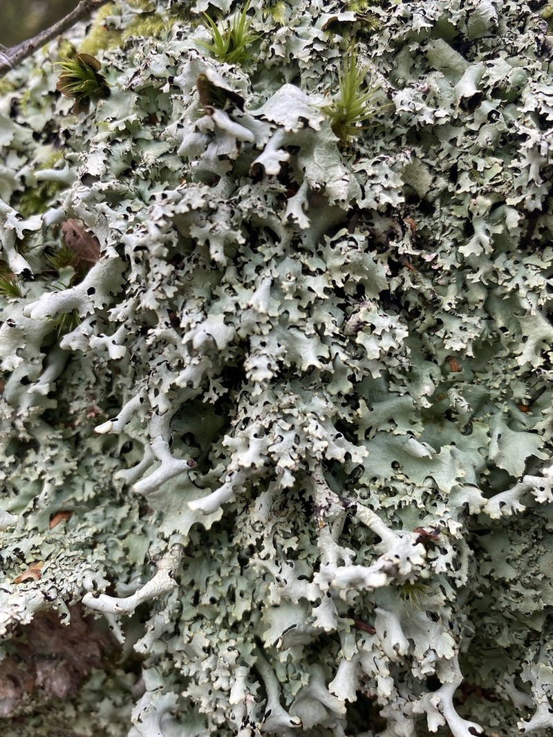 Hypotrachyna taylorensis