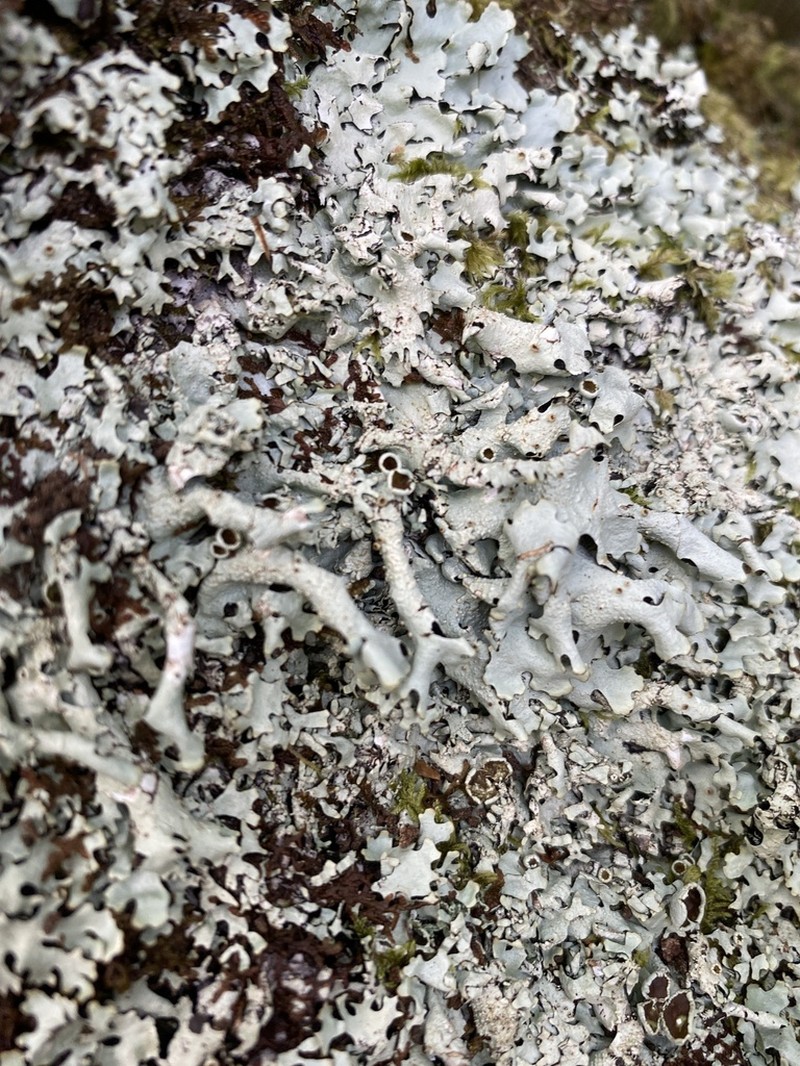 Hypotrachyna taylorensis photo 2