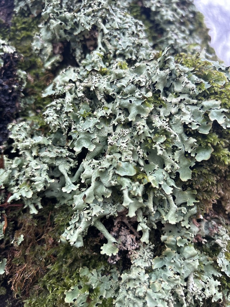 Hypotrachyna taylorensis photo 3